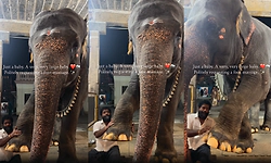 ಮಾವುತನ ಬಳಿ ಕಾಲಿನ ಮಸಾಜ್‌ ಮಾಡುವಂತೆ ಹಠ ಹಿಡಿದ ಆನೆ ಮರಿ; ವಿಡಿಯೋ ವೈರಲ್