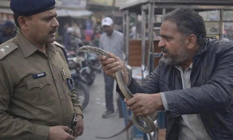 കടിച്ച പാമ്പിനെ പോക്കറ്റിലിട്ട് ആശുപത്രിയിലെത്തി യുവാവ്
