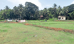 Kundapur: ಅಪೂರ್ಣ ಚರಂಡಿ: ಗದ್ದೆಗಳಿಗೆ ನುಗ್ಗುವ ನೀರು