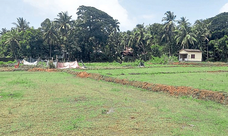 Kundapur: ಅಪೂರ್ಣ ಚರಂಡಿ: ಗದ್ದೆಗಳಿಗೆ ನುಗ್ಗುವ ನೀರು