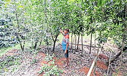 Kundapura: ಕಲ್ಲುಕೋರೆ ಜಾಗದಲ್ಲಿ ಹಣ್ಣಿನ ಮರಗಳ ಕಾಡು ಸೃಷ್ಟಿ