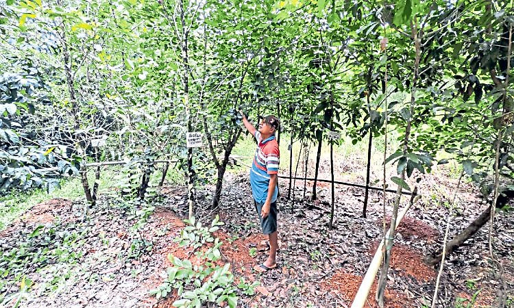 Kundapura: ಕಲ್ಲುಕೋರೆ ಜಾಗದಲ್ಲಿ ಹಣ್ಣಿನ ಮರಗಳ ಕಾಡು ಸೃಷ್ಟಿ