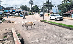 Mangaluru: ಗುಡ್ಡ ಕುಸಿತ ಭೀತಿ, ಕೃತಕ ನೆರೆಯ ದುರ್ಗತಿ!