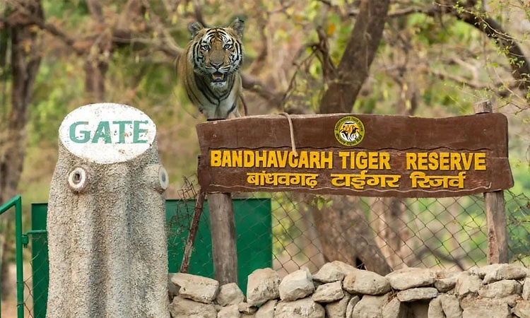 ಬಾಂಧವಗಢ ಹುಲಿ ಸಂರಕ್ಷಿತ ಪ್ರದೇಶಕ್ಕೆ ಅತ್ಯುತ್ತಮ ವನ್ಯಜೀವಿ ಪ್ರವಾಸಿ ತಾಣ ಪ್ರಶಸ್ತಿ ಗರಿ!