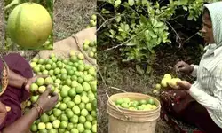 ಬೆಂಗಳೂರು, ಮಂಗಳೂರು, ಉಡುಪಿಯಲ್ಲಿ ಇಂಡಿ ಲೆಮನ್‌ ಟೀ